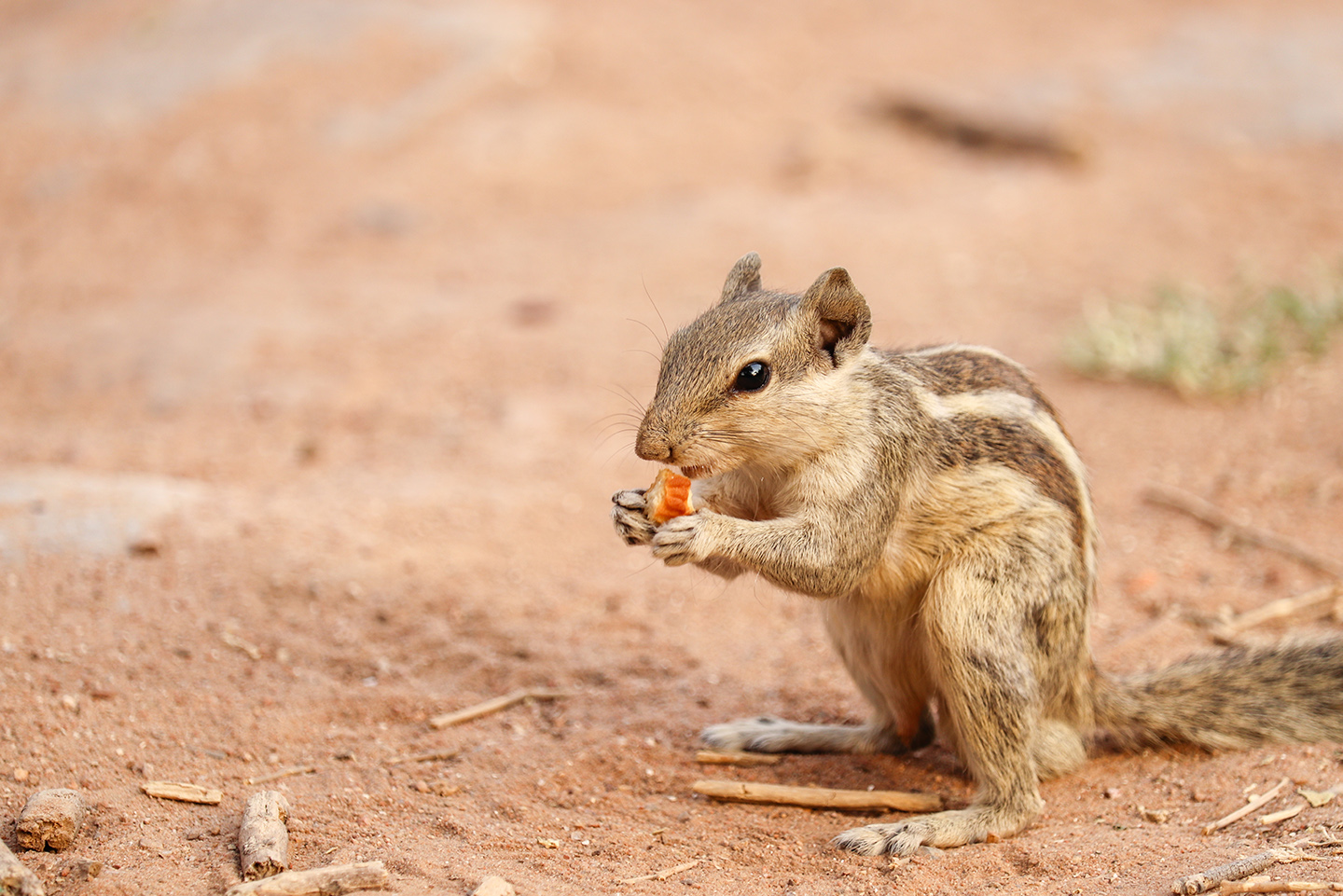 wildlife, animal, Squirrels, wildlife photography, wildlife sanctuaries, animal wallpaper