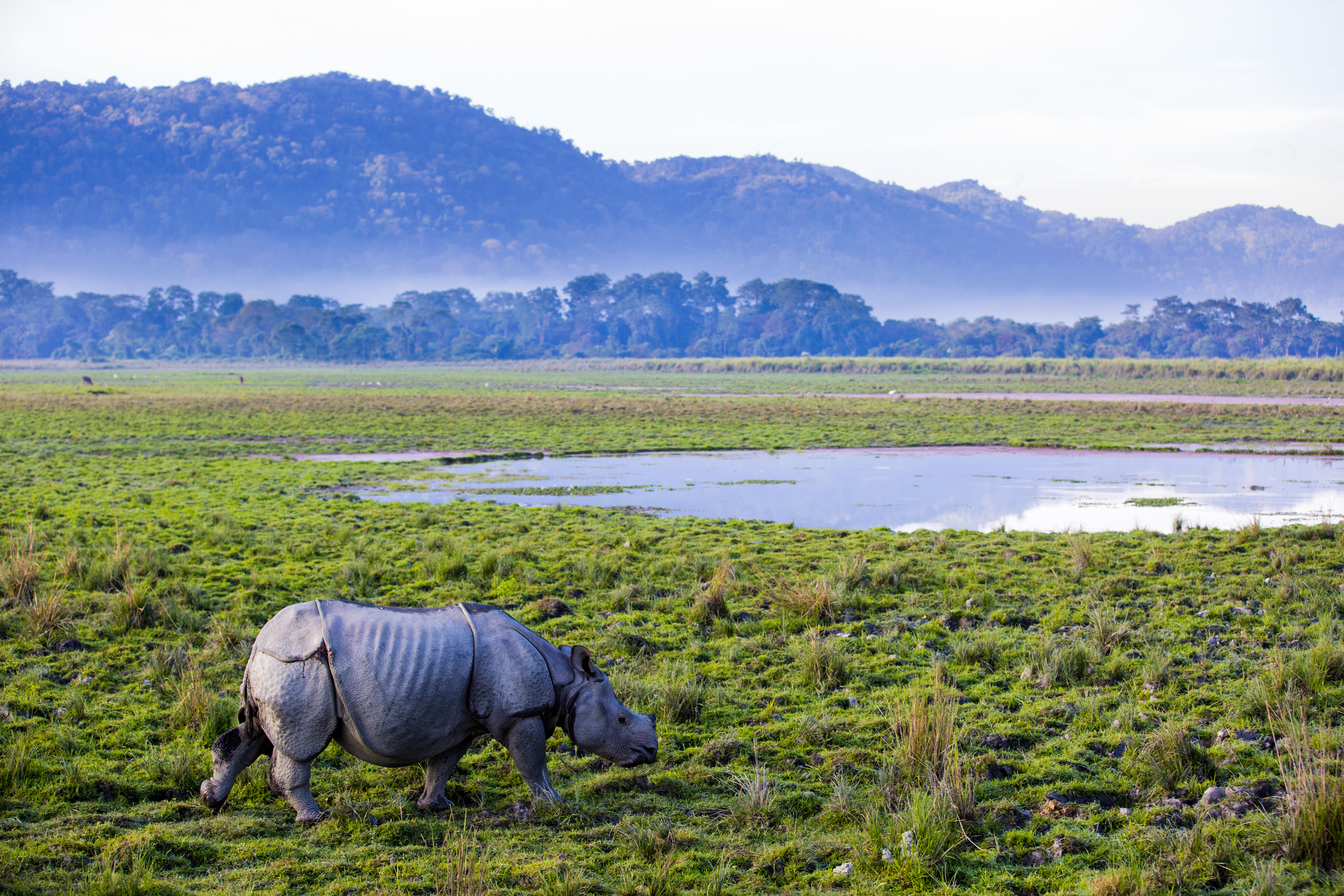 wildlife, animal, rhino pic, wildlife photography, wildlife sanctuaries, animal wallpaper