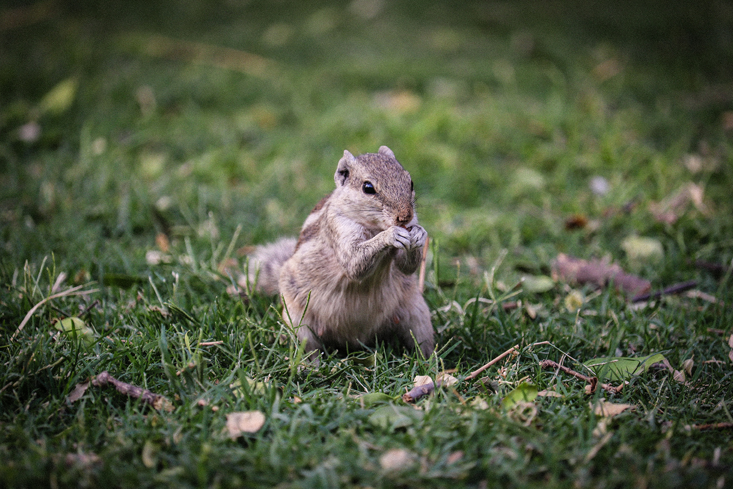 wildlife, animal, rhino pic, wildlife photography, wildlife sanctuaries, animal wallpaper